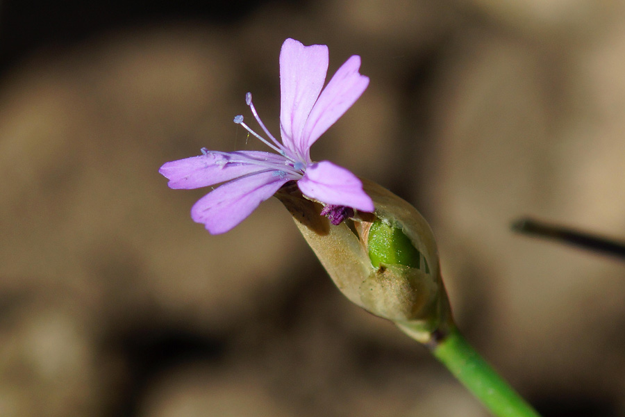 Petrorhagia prolifera / Garofanina annuale